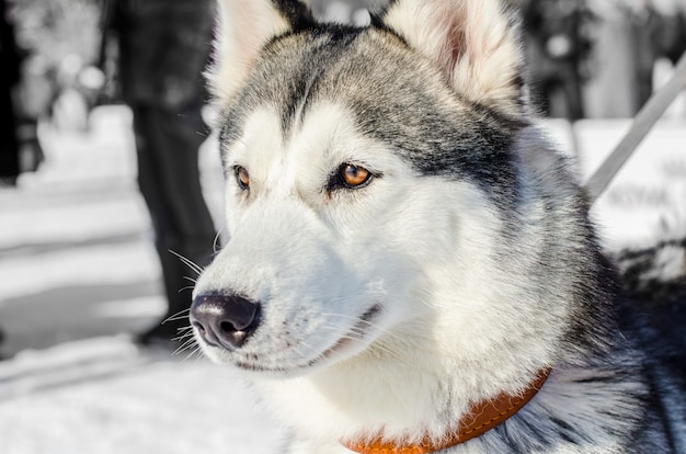 Siberian Husky Hund. Braune Augen. Heiserer Hund hat schwarze und weiße Fellfarbe.