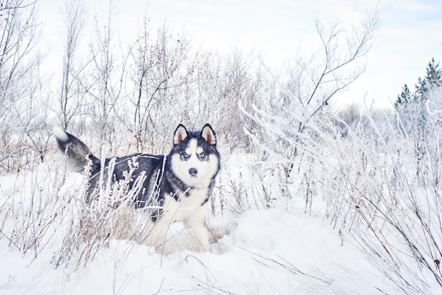 Siberian Husky-Hund, der im verschneiten Winterwald spielt