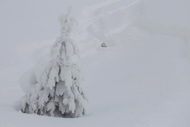 Siberian Husky Hund Freeriding bergab an einem steilen Hang in einem tiefen, frischen Pulverschnee in den Bergen