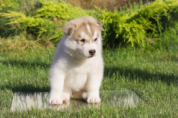 Siberian Husky Hund im Freien. Porträt eines kleinen Husky-Welpen. Nahansicht.