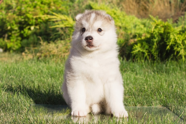 Siberian Husky Hund im Freien. Porträt eines kleinen Husky-Welpen. Nahansicht.