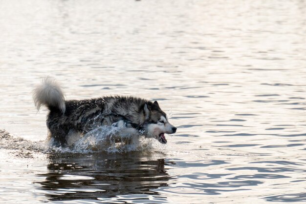 Siberian Husky-Hund im Wasser