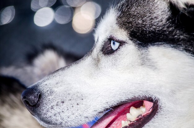 Siberian Husky Hund mit blauen Augen schaut nach links.