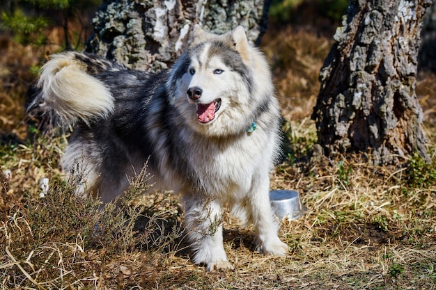 Siberian Husky-Hund sitzt auf Waldgras in voller Größe Husky-Hundeporträt mit grau-schwarzem Mantel