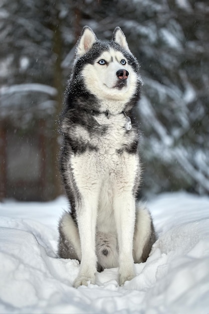 Siberian Husky Hund süßer Wolf im verschneiten Winterwald