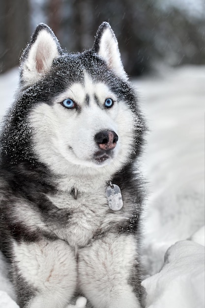 Siberian Husky-Hund, süßer Wolf im Winterwald im Schnee. Nahansicht.