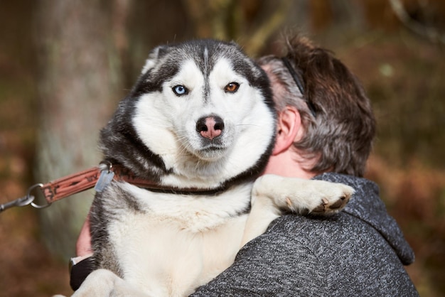 Siberian Husky-Hund umarmt Besitzer Husky-Hundeporträt mit blaubraunen Augen und schwarz-weißer Fellfarbe