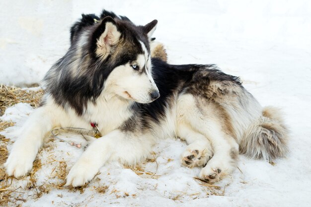 Siberian Husky-Hunde, die sich auf Schnee entspannen