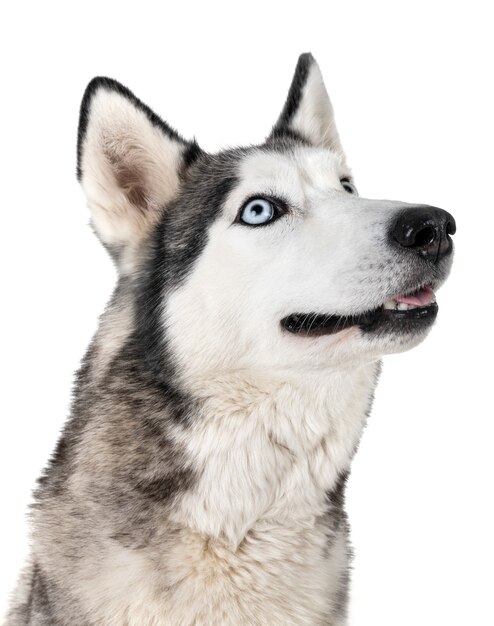 Siberian Husky im Studio