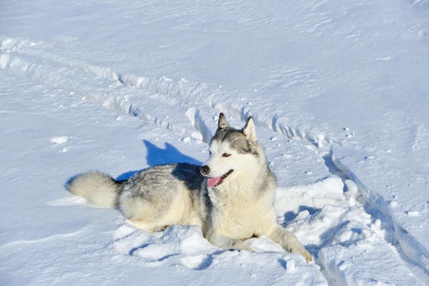 Siberian Husky liegt an einem sonnigen Tag im Schnee.