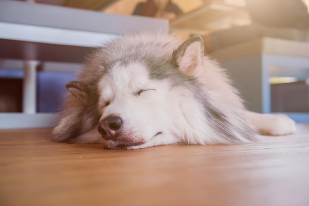 Siberian Husky, schläfriger Hund und schönes Haustier