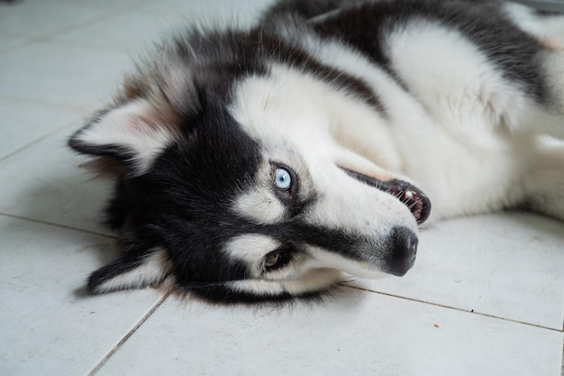 Siberian Husky schlafen auf dem Boden