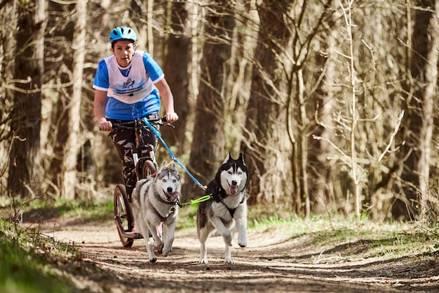 Siberian Husky-Schlittenhunde laufen, die Scooter-Frau im Herbsttrockenwald ziehen Husky-Hunde scootern