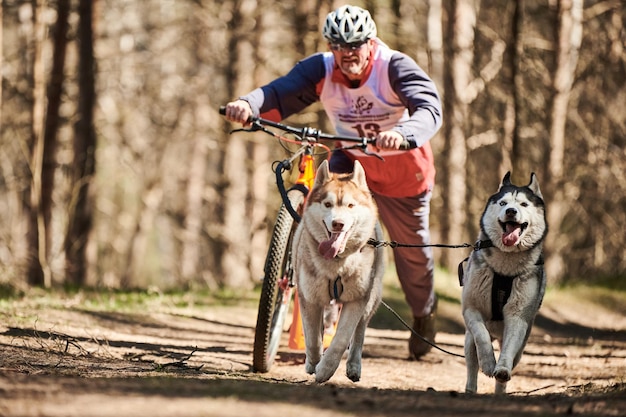 Siberian Husky-Schlittenhunde laufen, die Scooter-Mann auf trockenem Land im Herbstwald ziehen Husky-Hunde scootern