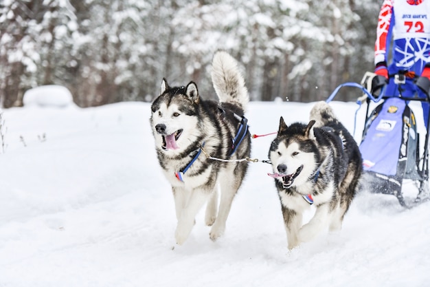 Siberian Husky Schlittenhunderennen