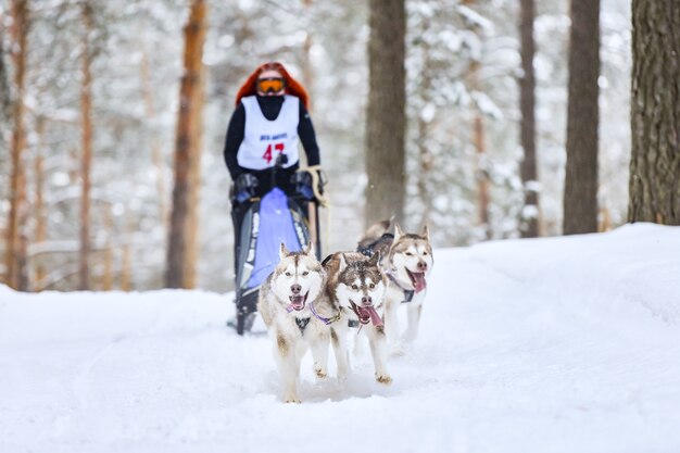 Siberian Husky Schlittenhunderennen