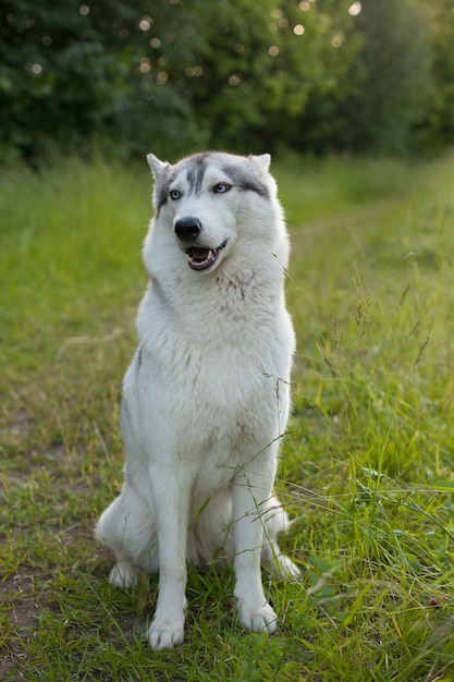 Siberian Husky sitzt auf dem grünen Gras