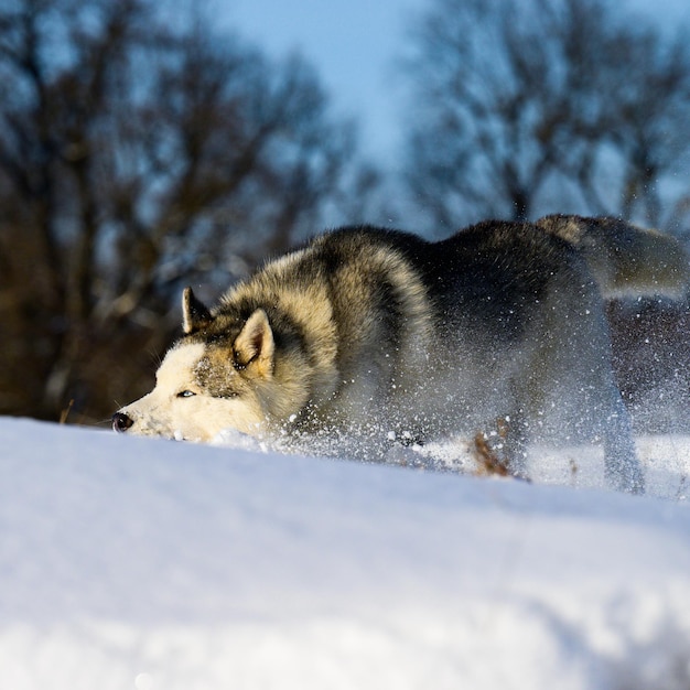 Siberian Husky Sled Dog süße und gehorsame Haustiere Porträt eines Hundes im Schnee