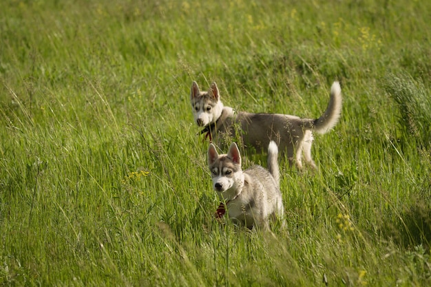 Siberian Husky spielt auf dem Rasen im Feld. Die Welpen und ihre Eltern. Nahansicht. Aktive Hundespiele. Nördliche Schlittenhunderassen.