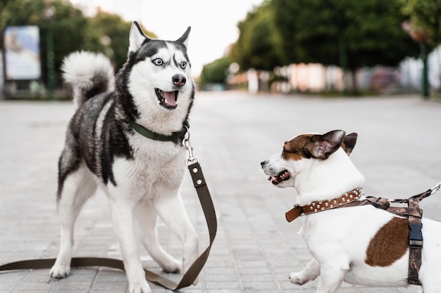 Siberian Husky und Jack Russell Terrier spielen auf der Straße Lustige Hündchen 2 entzückende Hunde treffen sich, schnüffeln und spielen miteinander