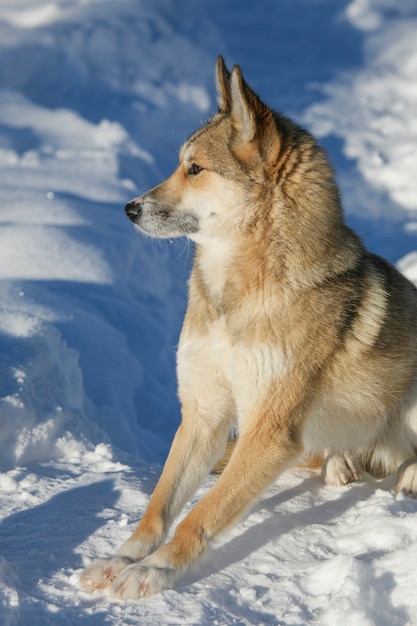 Siberian Husky vor dem Hintergrund der Winternatur