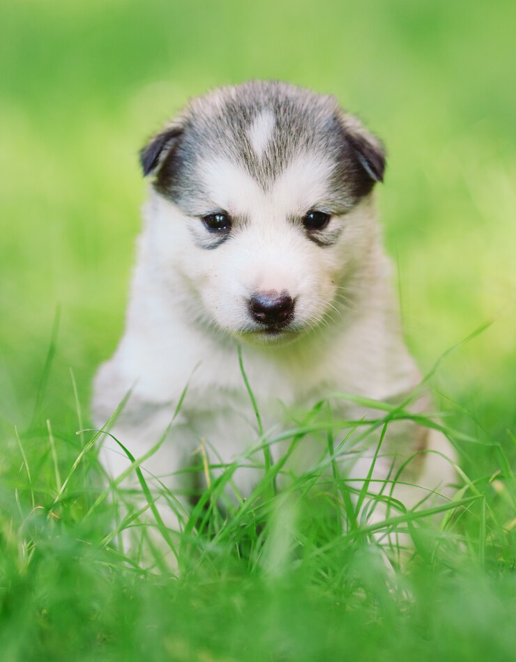 Foto siberian husky welpe auf grünem gras.