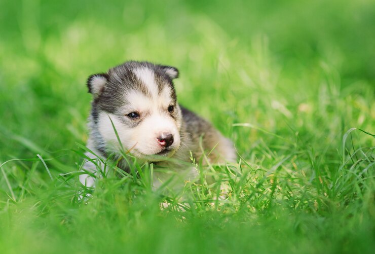 Foto siberian husky welpe auf grünem gras.