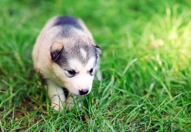 Siberian Husky Welpe auf grünem Gras.