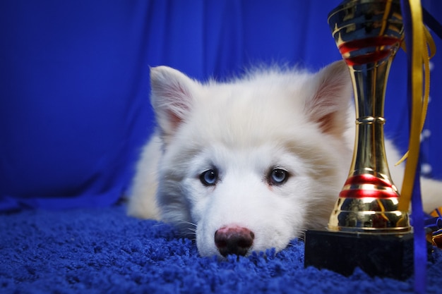 Siberian Husky Welpe weiß mit Cup auf blauem Hintergrund. Hunde-Champion