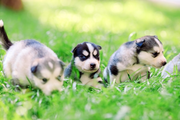 Siberian Husky Welpen auf grünem Gras.