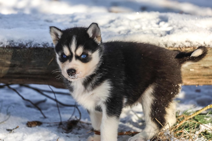 Foto siberian husky-welpen spielen im winter fürsorge für andere und hingabe