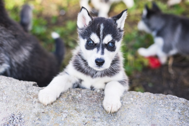 Foto siberian husky welpen