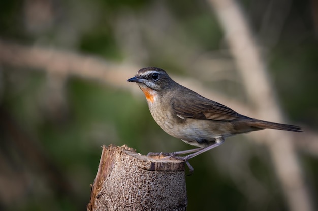 Siberian Rubythroat Rednecked Nightingale en una rama Retrato de animal