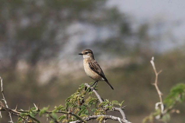 Siberian Stonechat empoleirado em um galho de árvore