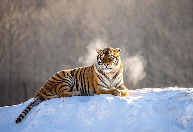 Siberian Tiger Park