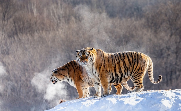 Siberian Tiger Park