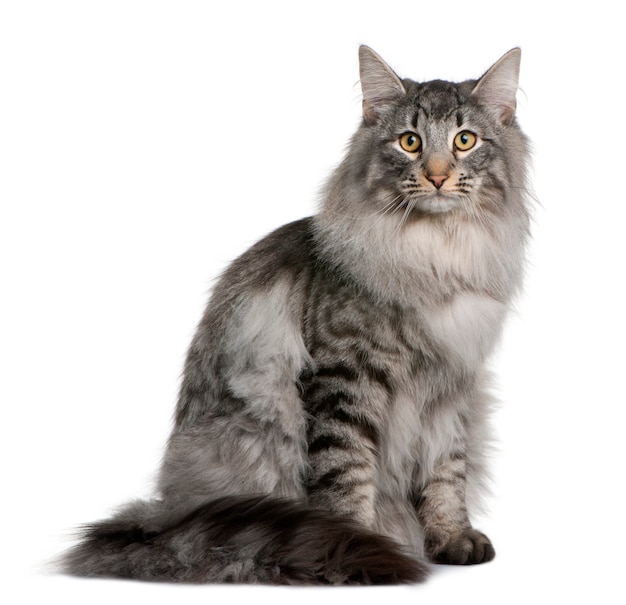 Siberiano