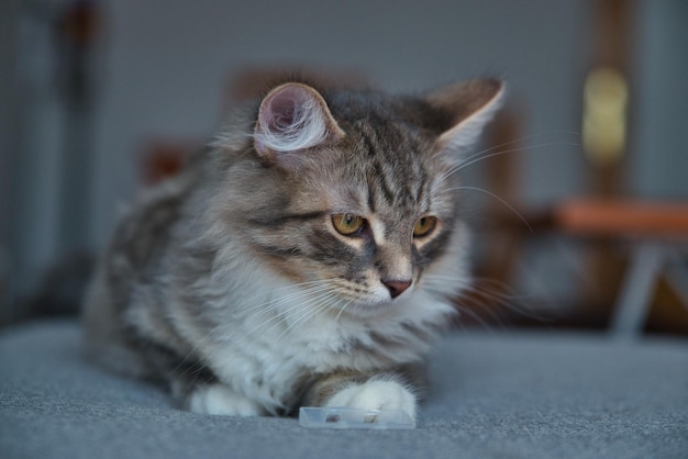 Sibirische Babykatze mit langen Haaren und großen grauen Augen. Fauler Tag zu Hause mit den Haustieren. Hypoallergen.