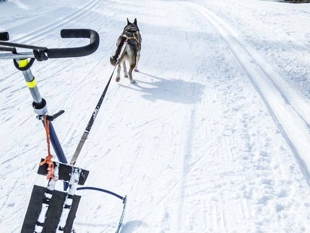 Foto sibirische huskies norwegen hunde