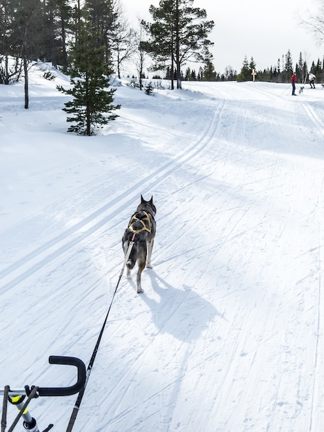 Sibirische Huskies Norwegen Hunde