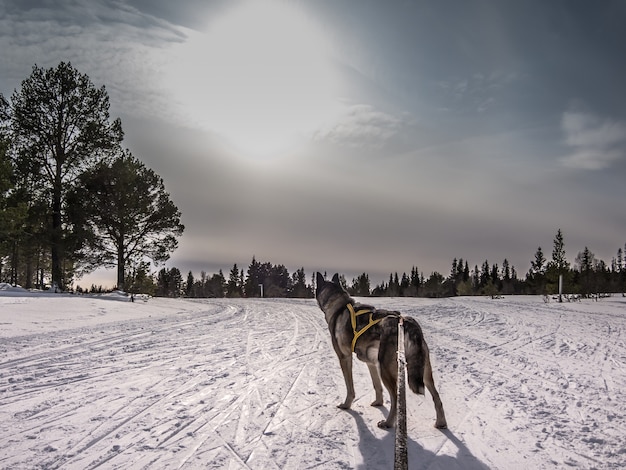 Sibirische Huskies Norwegen Hunde