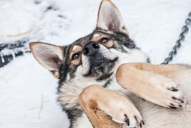 Sibirische Huskies Norwegen Hunde