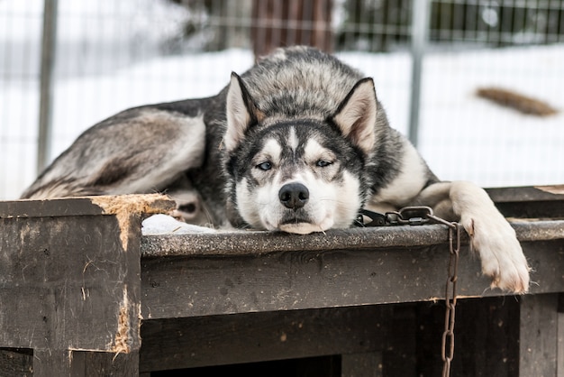 Sibirische Huskies Norwegen Hunde