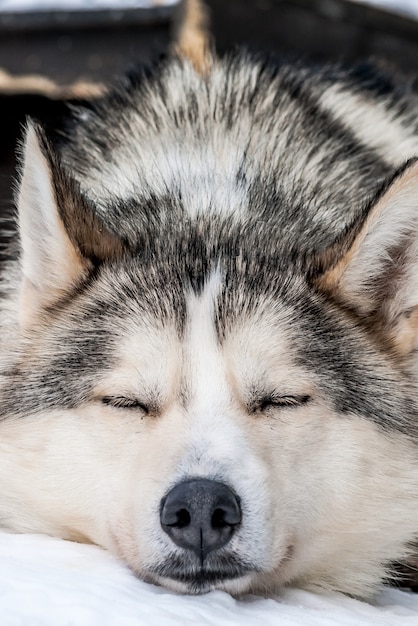 Sibirische Huskies Norwegen Hunde