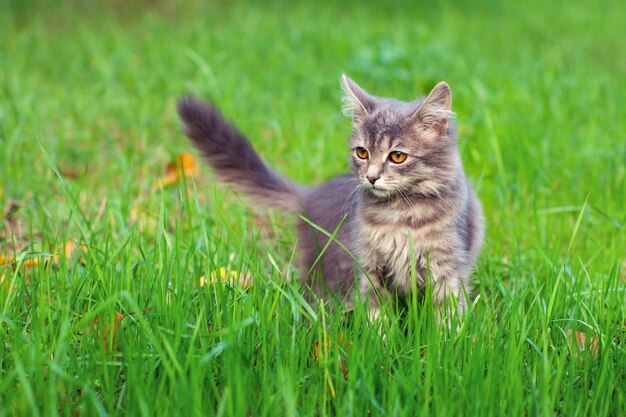 Sibirische Katze, die auf das Gras geht