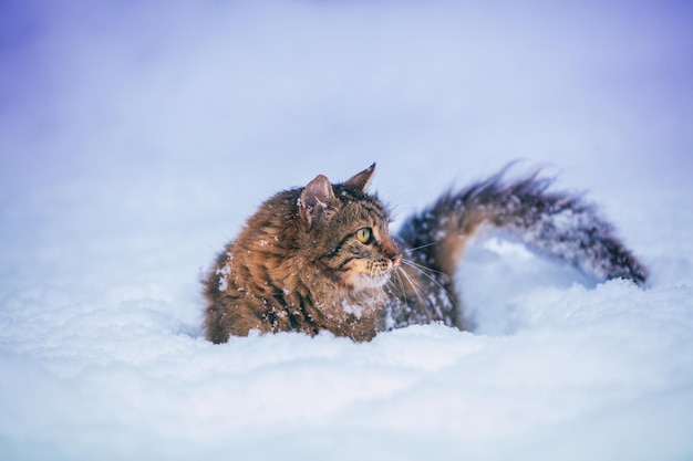 Sibirische Katze, die draußen im Tiefschnee spaziert