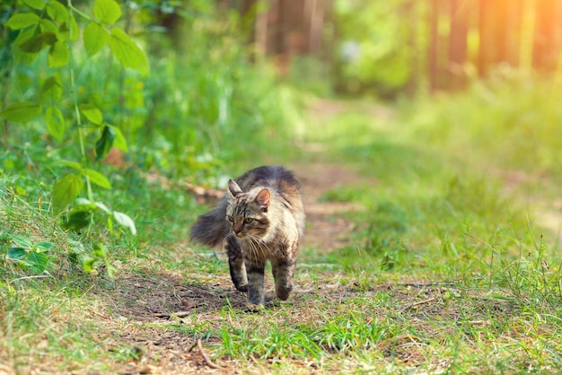 Sibirische Katze, die im Sommer im Wald spazieren geht