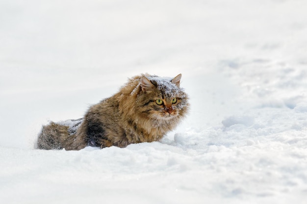 Sibirische Katze, die in tiefen Schnee geht