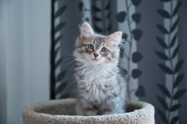 Sibirische Silberkatze posiert für ihre Besitzer perfekt für eine Tapete Flauschige Katze Hypoallergene Katze