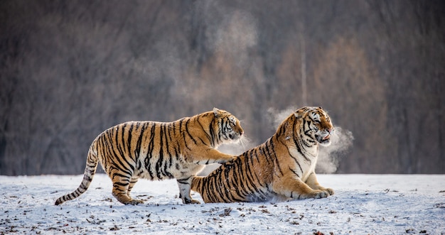 Sibirische Tiger an einem Wintertag